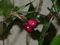 �c�������h�E