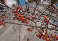 �c���E�����h�L