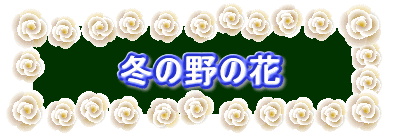 冬の野の花