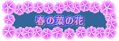 春の菜の花