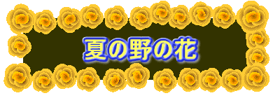 夏の野の花